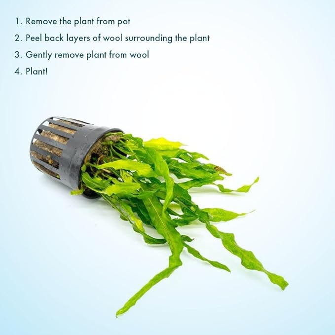 Live Plants - Java Fern ‘Flaming’ (Microsorum pteropus 'Flaming') - Low to Medium Light, Bright Green Accent Aquatic Plant, Midground Placement - Rhizome Growth - Pot, 5 Pack