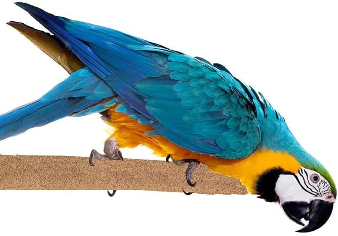 Super Bird Creations SB1154 Sure-Grip Grooming Perch Extra Large, Large/XL Bird Size - Enriches Beak and Foot Health - Ideal for Parrots African Greys Cockatoos - XL Bird Size, 1 1/4" diam x 12" (XL)