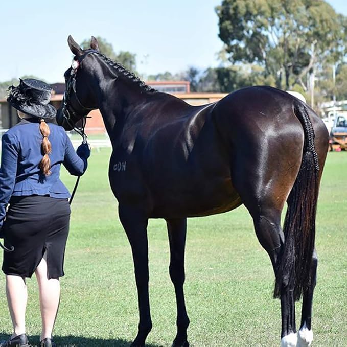 Horse Tail Extensions with Braided Horsehair Loop, Blunt Cut Bottom, 34-36 inches Long and 1 lb Weight (Natural Black)