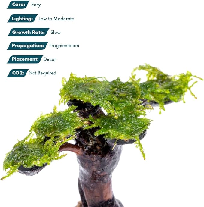 Live Planted Bonsai - Java Moss on Bonsai Driftwood - Bright Green Aquascaping Decor for Freshwater Aquariums - Large