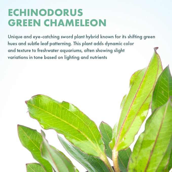 Live Plants - Echinodorus ‘Green Chameleon’ (Echinodorus sp.) - Medium to High Light, Green Red Accent, Midground to Background Placement, Freshwater Aquatic Plant - Pot