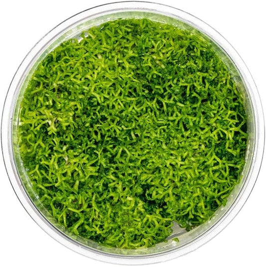 UNS Snail Free TC Floating Crystalwort (Riccia fluitans) - Medium to High Light, Bright Green Accent, Floating Liverwort, Foreground or Floating Placement - Tissue Culture, 1 Pack