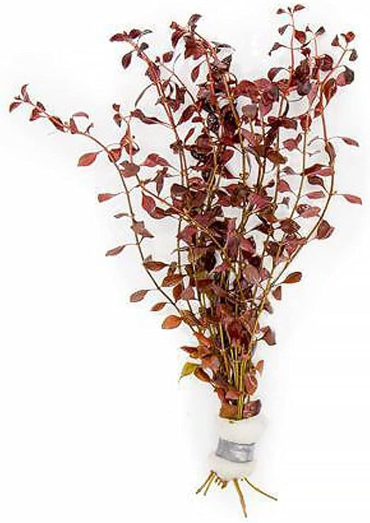 Live Aquarium Red Stem Plants - Freshwater Aquatic Plant for Fish Tanks, Aquascaping - (Ludwigia Natans Super, 4 Bunches)