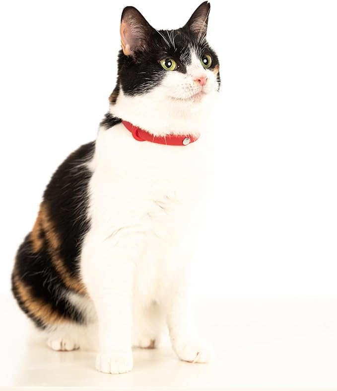 Red Cat Collar - Soft, Comfortable, and Lightweight Breakaway Collar with Name Tag Ring for Outdoor Cats and Sensitive Skin Kittens by Nuvuq (6 ⅞" to 10 ¼", Red)