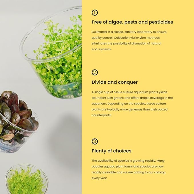 Ultum Nature Systems Live Tissue Culture - Pogostemon Stellatus 'Dassen' - Moderate - High Light - Green to Reddish Accent - Background - 100% Snail Free Grown in-Vitro - Regular Cup