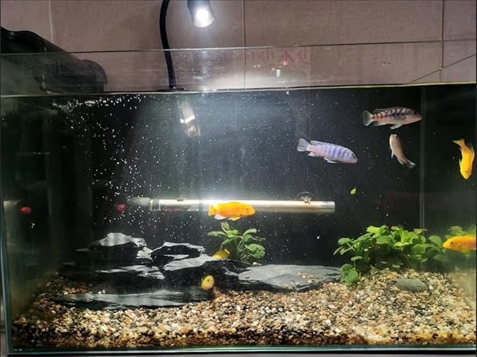 Natural Slate Stone Rocks 2 to 6 inch Aquariums Stone for Aquascaping,Terrariums,Reptile Enclosures,Paludariums, and Gardens-10lb