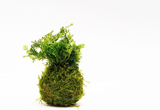 Live Aquarium Plants on Driftwood, Lava Rock, Moss, Fiber Mat - Freshwater Fish Tanks - Easy, Beginner Friendly (Mini Bolbitis on Clay Moss Ball)