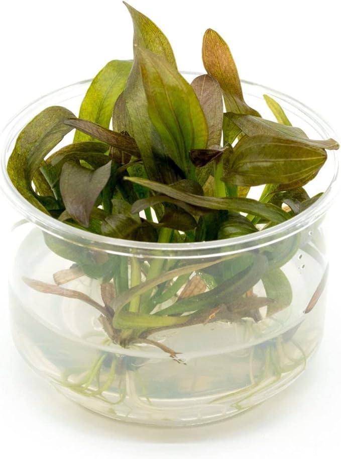 Ultum Nature Systems Echinodorus Rose Sword Tissue Culture Live Plant for Aquarium, Freshwater Fish Tank, Aquascaping - 100% Snail Free in Vitro