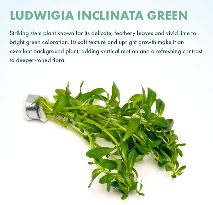 Live Plant - Ludwigia Inclinata 'Green' - Moderate Care, High Light, Bright Green Accent, Freshwater Aquatic Plant for Aquascaping - Lead Bunch