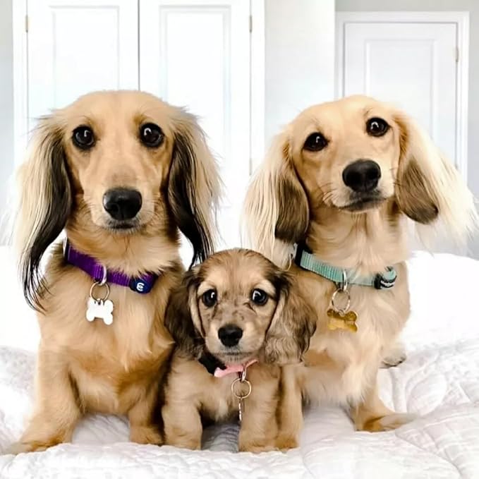 Blueberry Pet X-Small Dog Collar | Dog Collars for Small Dogs | Hot Pink Durable Quick Release Collar | Eco-Friendly French Pink Collar for Female Puppies | Safe Nylon Pet Collar