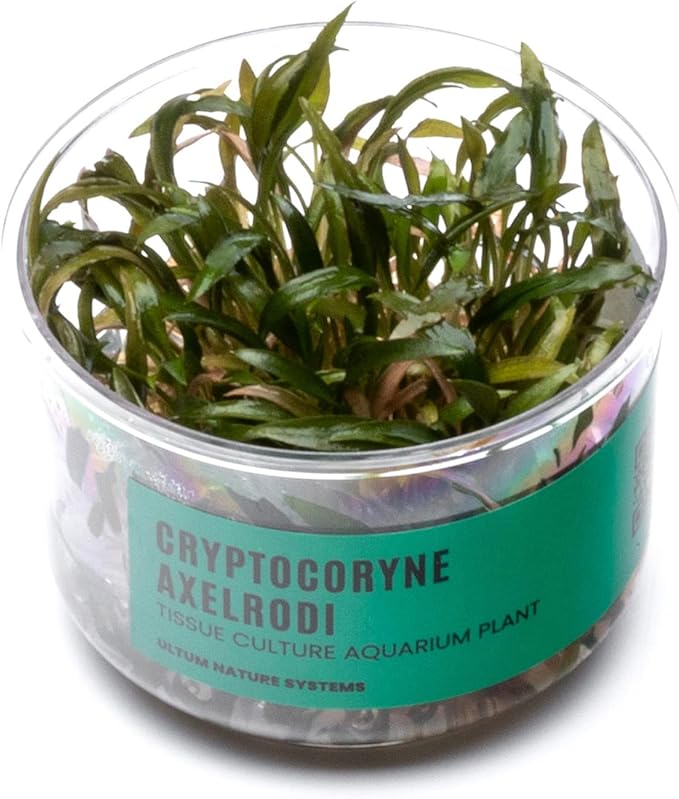 Ultum Nature Systems Cryptocoryne Axelrodi Tissue Culture Live Plant for Aquarium, Aquascaping, Freshwater Fish Tanks - 100% Snail Free in Vitro