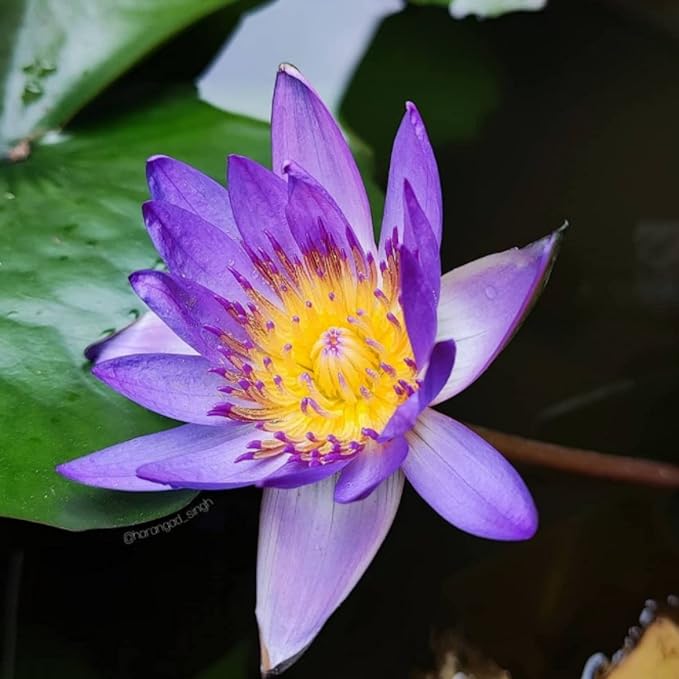 Mainam Nymphaea King Blue Live Aquarium Plant Tropical Water Lilies Tuber for Freshwater Fish Pond Balcony