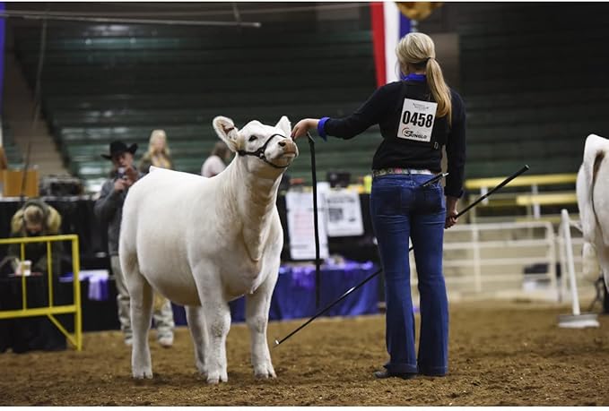 Weaver Livestock Leather Magic Show Cattle Halter, Adjustable, Modern Style Cow Calf Halter, Livestock Handling Equipment for Showing, Black