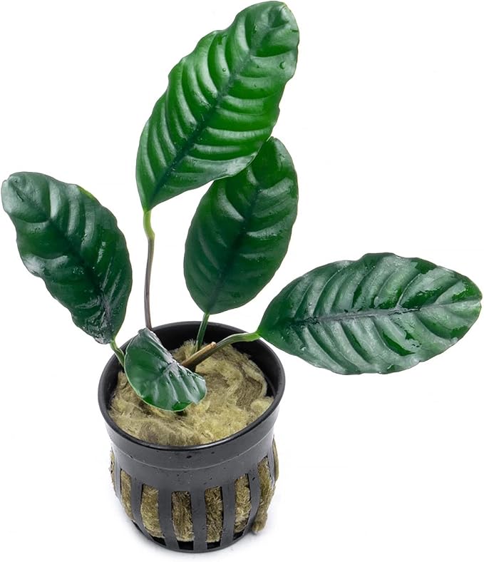 Anubias Live Aquarium Plants - Potted Freshwater Plant for Fish Tanks, Terrariums - Beginner Friendly Low Light (Barteri Coffeefolia, 3 Pots)