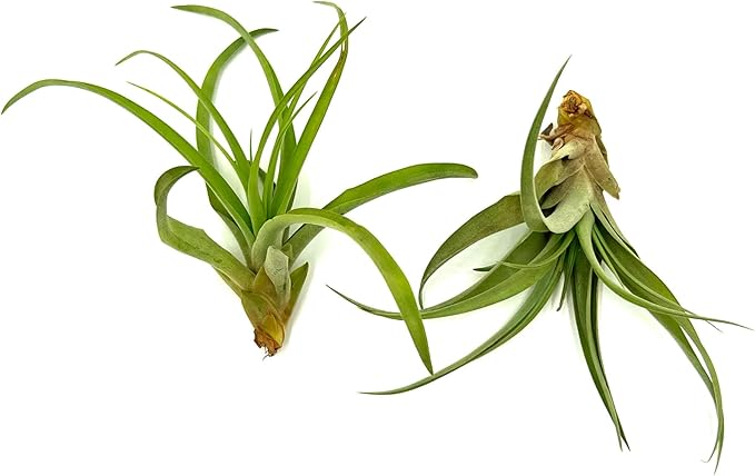 Air Plants - Tillandsia Capitata (Peach), Large 5-7” - 2 ct - Live Arrival Guaranteed - House Plants for Home Decor & Gift