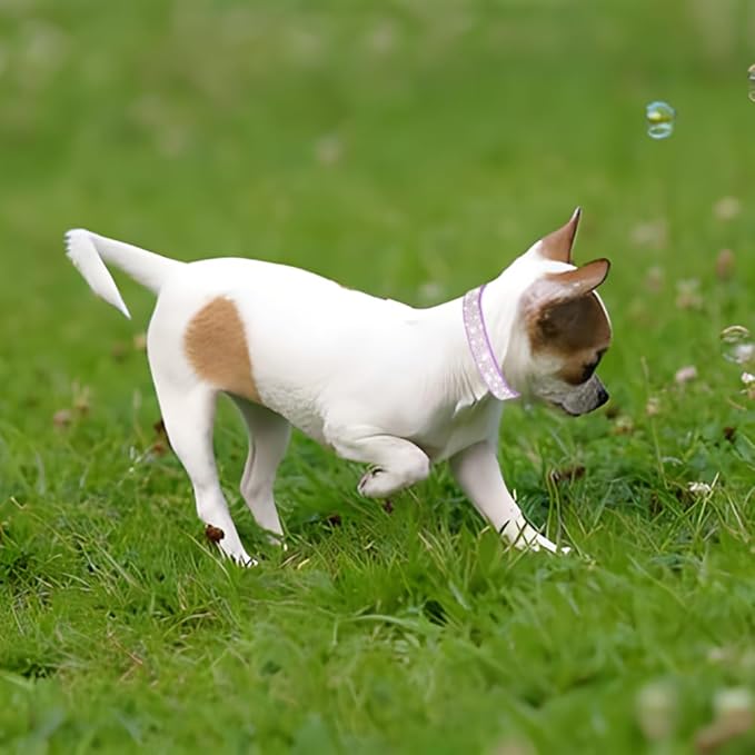 Rhinestone Dog Collar for Small Dogs, Bling Diamond Fancy Crystal Glitter Pretty Jewel Pet Puppy Collars for XXS XS Small Medium Large Breed Girl Dogs Female Cats Kitten, Teal XXSmall