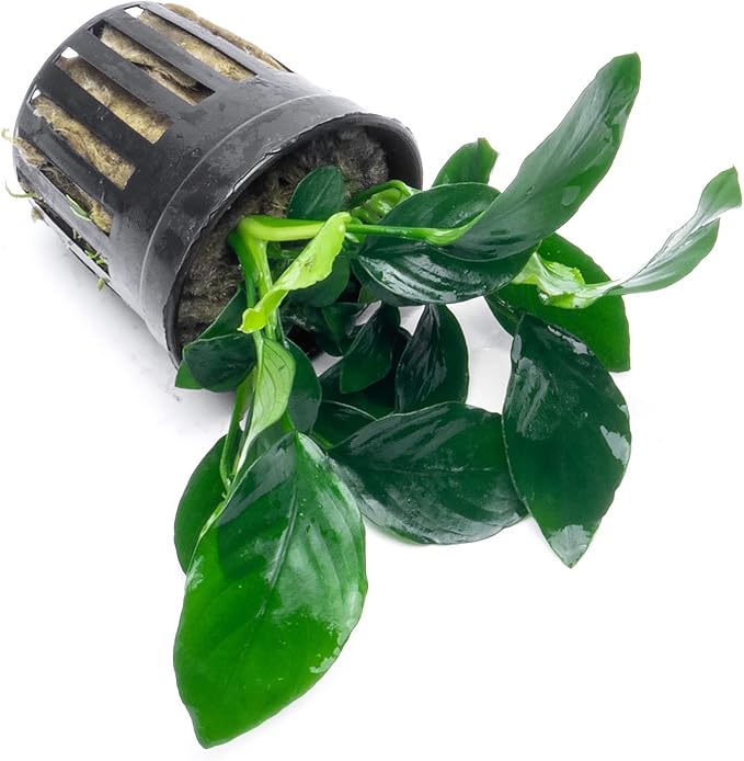 Anubias Live Aquarium Plants - Potted Freshwater Plant for Fish Tanks, Terrariums - Beginner Friendly Low Light (Barteri, 1 Pot)