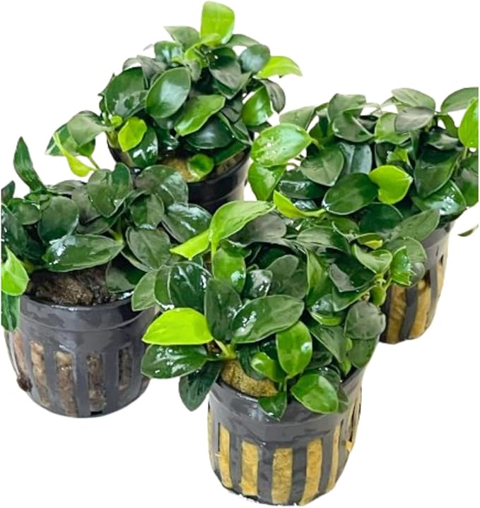 4X Anubias Nana Petite Potted Aquarium Live Plant for Fish Tank Decoration