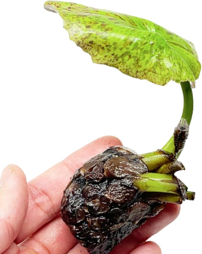 Mainam Nymphaea King Blue Live Aquarium Plant Tropical Water Lilies Tuber for Freshwater Fish Pond Balcony