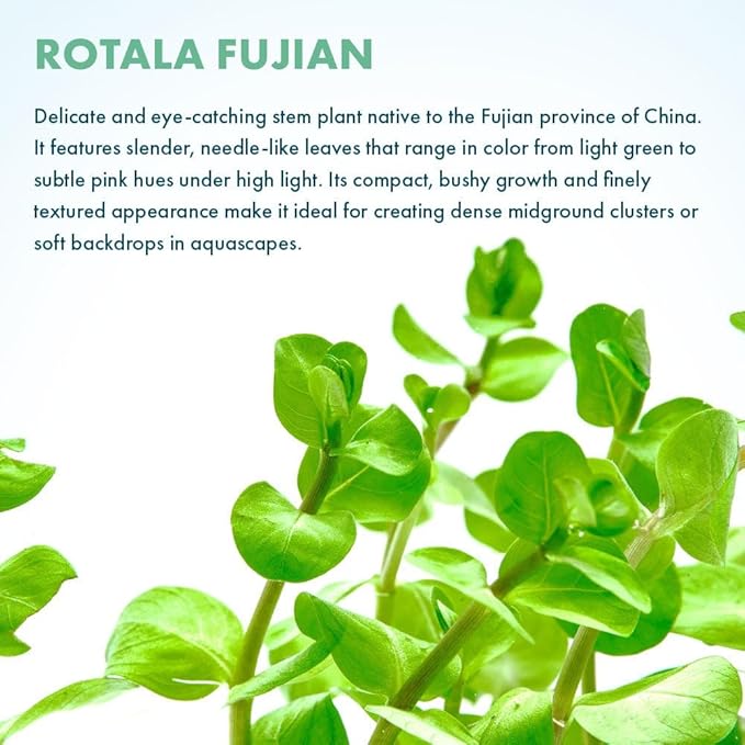 Live Plants - Fujian Rotala (Rotala Fujian) - Medium to High Light, Light Green to Pinkish-Red Accent Freshwater Aquatic Stem Plant, Midground to Background Placement - Pot, 4 Pack