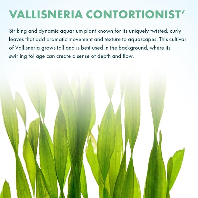 Live Plant - Tall Grass, Corkscrew Vallisneria - Easy Care, Moderate to High Light, Bright Green Accent, Freshwater Aquatic Plant for Aquascaping - Lead Bunch