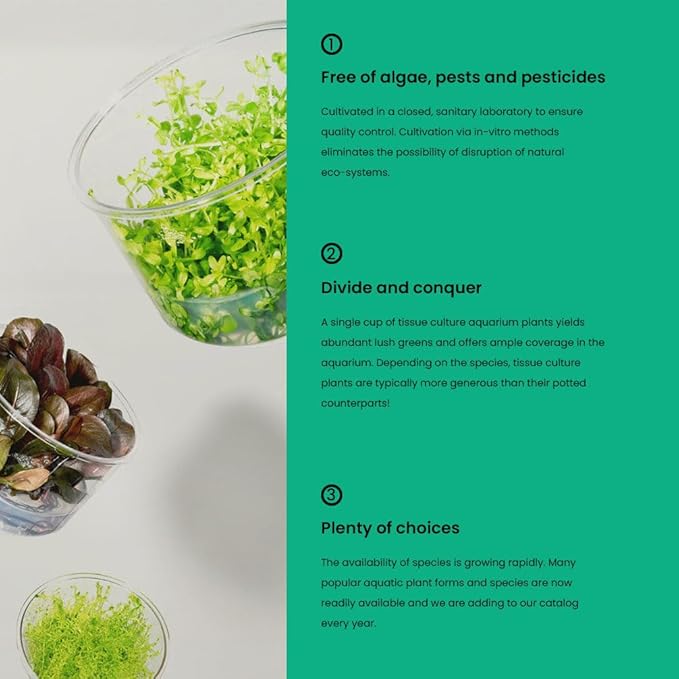 UNS Snail Free TC Anubias Golden Coin (Anubias sp.) – Low Light, Bright Green Color, Foreground to Midground Aquarium Placement for Beginner, Rounded Leaf - Tissue Culture, 1 Pack