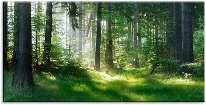 Morning Sunlight Forest Large Stretched Canvas Wall Art for Living Room Bedroom Home,Mordern Woods Scenery Picture Print Painting Decor Artwork,Green Landscape Gallery Wrapped Gift,Inner Frame(24x48)