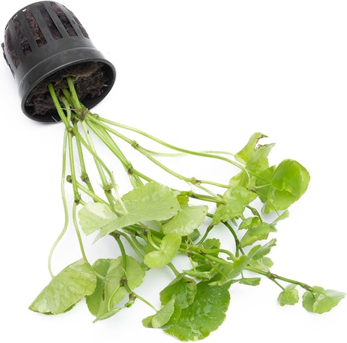 Live Aquarium Stem Plants - Freshwater Aquatic Plant for Fish Tanks, Aquascaping - (Hydrocotyle Leucocephala Variegated, Pot)