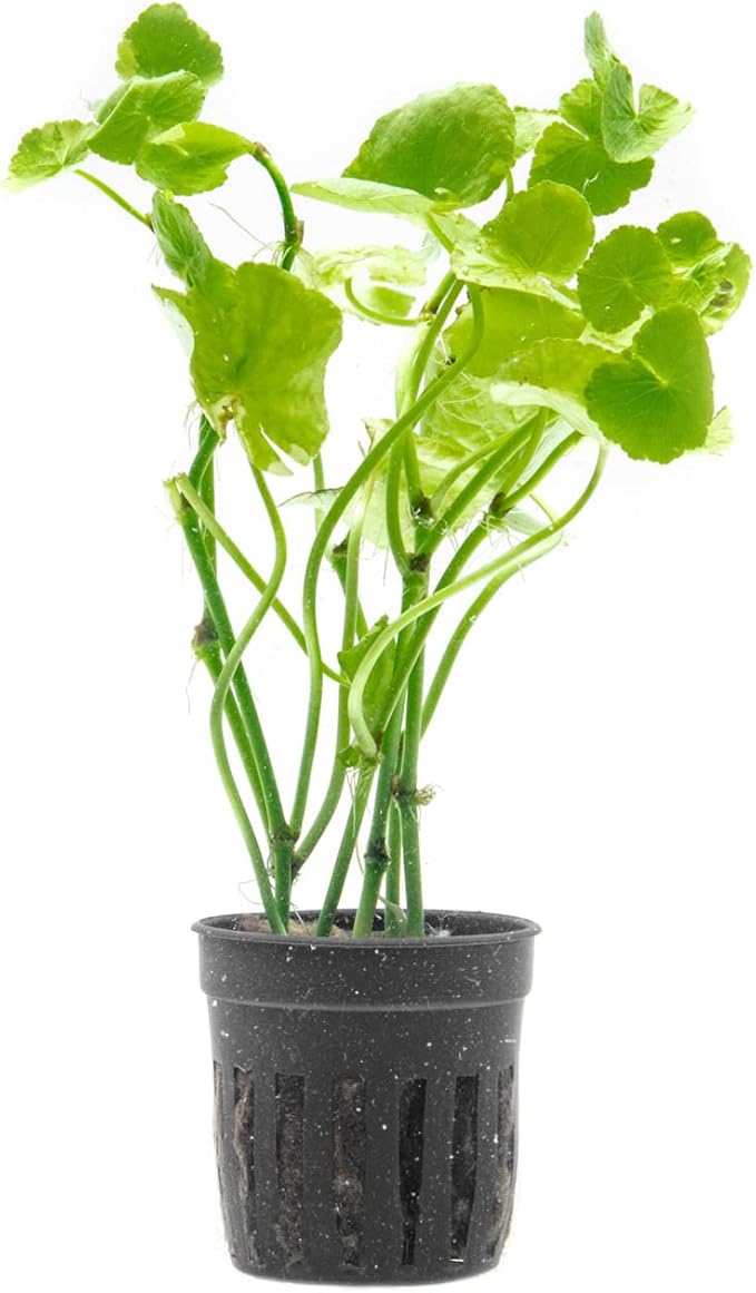 Live Aquarium Stem Plants - Freshwater Aquatic Plant for Fish Tanks, Aquascaping - (Hydrocotyle Leucocephala Variegated, Pot)