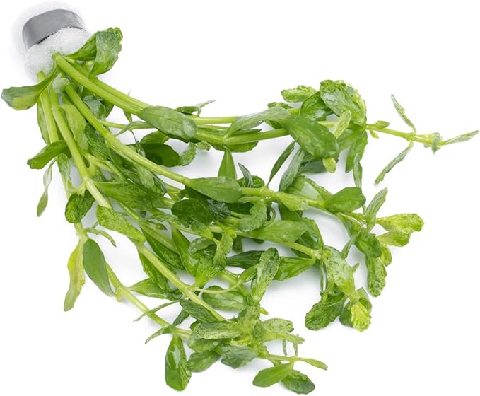 Live Aquarium Stem Plants - Freshwater Aquatic Plant for Fish Tanks, Aquascaping - (Bacopa Monnieri Variegatus, 1 Bunch)