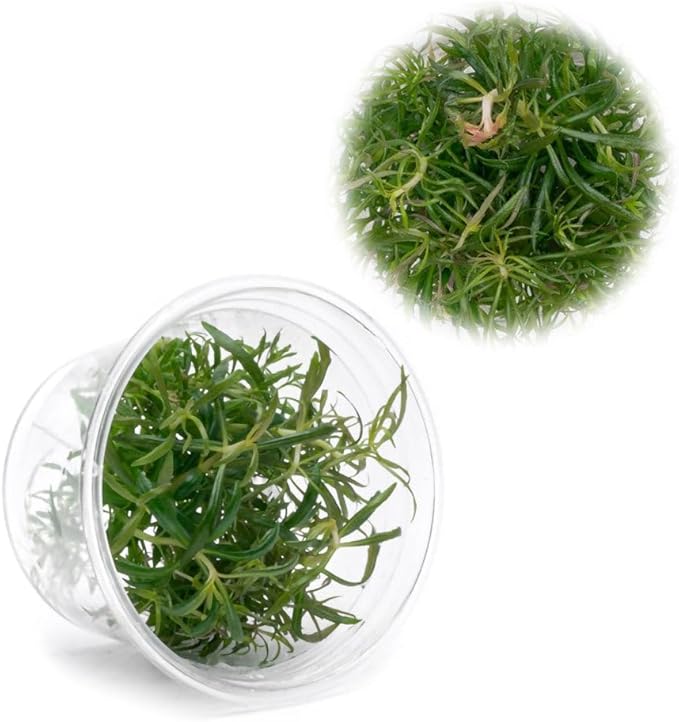 Ultum Nature Systems Live Tissue Culture - Pogostemon Stellatus 'Dassen' - Moderate - High Light - Green to Reddish Accent - Background - 100% Snail Free Grown in-Vitro - Regular Cup