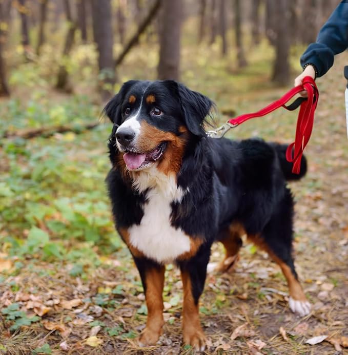 TwoEar 6FT 1IN Strong Red Dog Leash with 2 Padded Handles, Traffic Handle Extra Control, Comfortable Soft Dual Handle, Auto Lock Hook, Reflective Walking Lead for Small Medium and Large Dogs