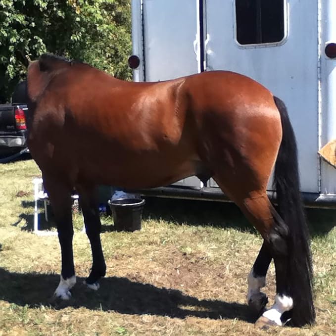 Horse Tail Extensions with Braided Horsehair Loop, Blunt Cut Bottom, 34-36 inches long and 1 lb Weight (Jet Black)