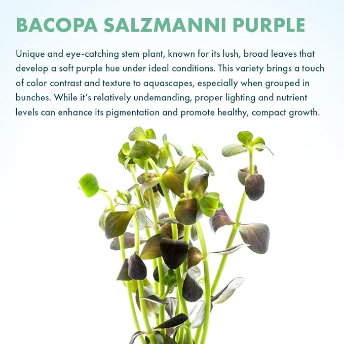 Live Plant - Purple Bacopa (Bacopa salzmannii) - Moderate Care, Moderate to High Light, Purple and Violet Accent, Freshwater Aquatic Plant for Aquascaping - Lead Bunch