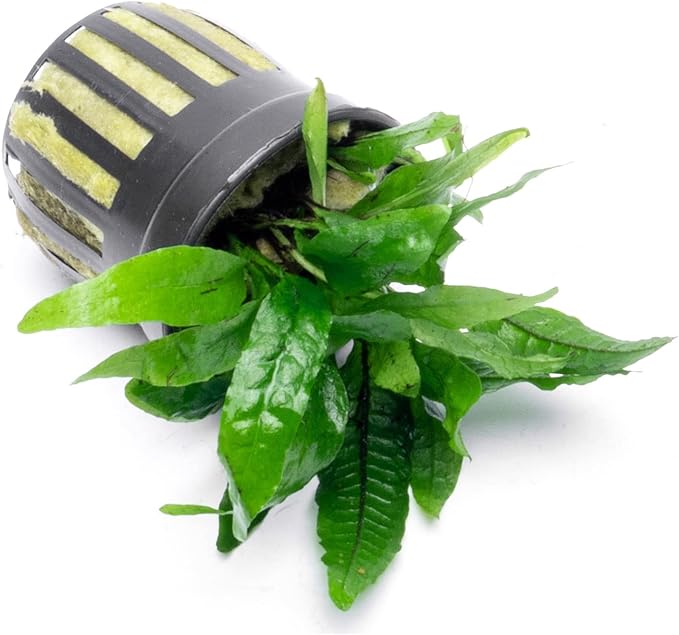 Java Fern Live Aquarium Plants - Potted Freshwater Plant for Fish Tanks - Beginner Friendly, Low Light (Narrow Mini, 3 Pots)