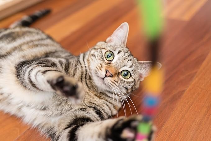 InClover Connectin Natural Hip & Joint Supplement for Dogs with Glucosamine, Chondroitin & Hyaluronic Acid - Powder for Dog Mobility, Comfort & Active Lifestyle Support, 3.oz