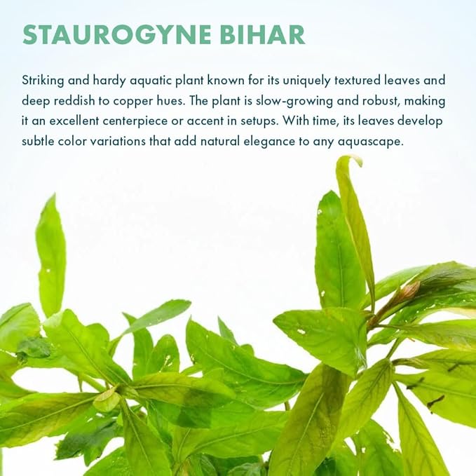 Live Plants - Staurogyne Bihar (Staurogyne sp. Bihar) - Moderate to High Light Aquarium Display, Olive Green Accent, Foreground to Midground Aquascaping - Pot