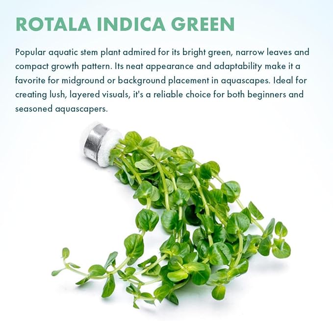 Live Plant - Rotala Indica Green - Easy Care, Moderate Light, Bright Green Accent, Freshwater Aquatic Plant for Aquascaping - Lead Bunch