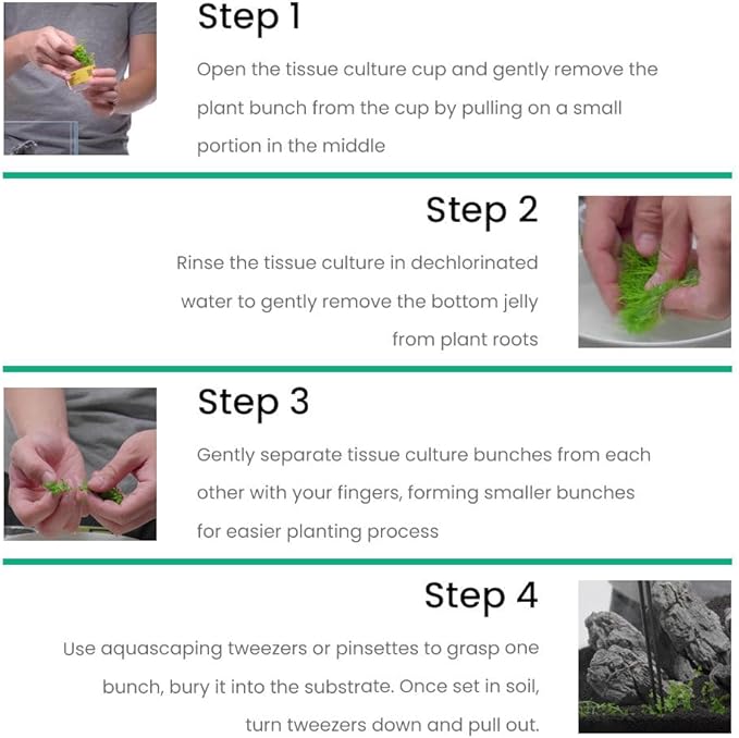 UNS Snail Free TC Floating Crystalwort (Riccia fluitans) - Medium to High Light, Bright Green Accent, Floating Liverwort, Foreground or Floating Placement - Tissue Culture, 1 Pack