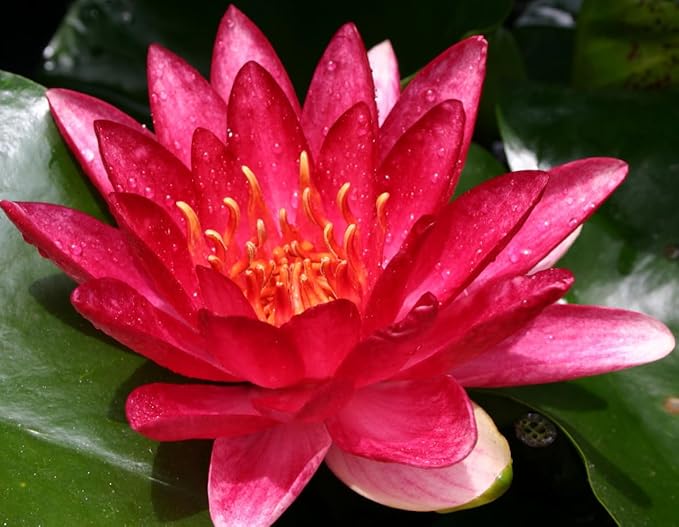 Live Hardy Water Lily Tubers Rhizomes Bulb Seed Nymphaea Aquatic Pond Plants Water Gardens Pre-Grown Flower in White Pink Red Yellow Orange Blue Purple (1, Red Hardy Pond Lily)