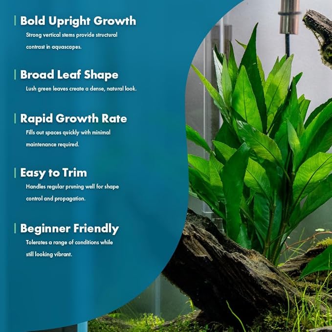 Live Plant - Nomaphila Stricta - Easy Care, Moderate to High Light, Green Accent, Freshwater Aquatic Plant for Aquascaping - Lead Bunch