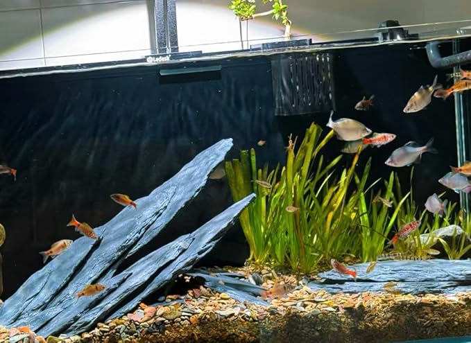 Natural Slate Stone Rocks 2 to 4 inch Aquariums Stone for Aquascaping,Terrariums,Reptile Enclosures,Paludariums, and Gardens-5lb