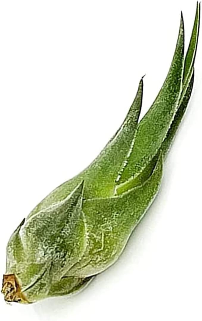 Air Plants - Tillandsia Seleriana, Large 4-6" - 1ct - Live Arrival Guaranteed - House Plants for Home Decor & Gift