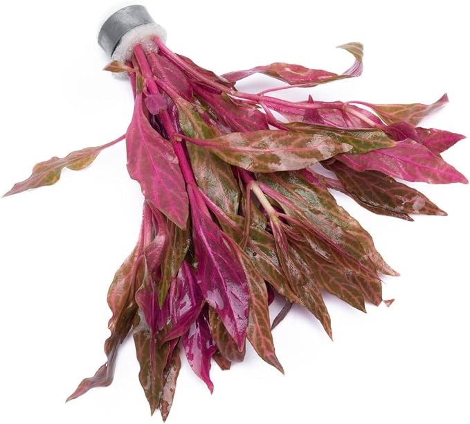 Live Aquarium Red Stem Plants - Freshwater Aquatic Plant for Fish Tanks, Aquascaping - (Alternanthera Reineckii Rosanervig, 1 Bunch)