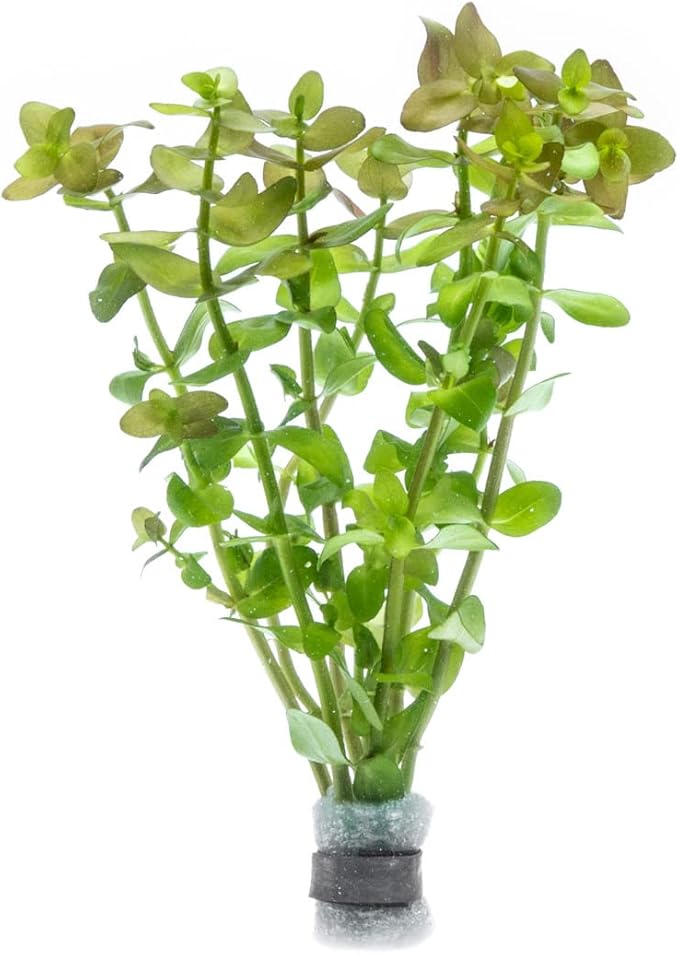 Live Aquarium Red Stem Plants - Freshwater Aquatic Plant for Fish Tanks, Aquascaping - (Lemon Bacopa Caroliniana, 1 Bunch)