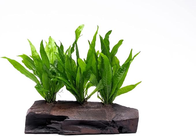 Live Aquarium Plants on Driftwood, Lava Rock, Moss Mat - Freshwater Fish Tank Plants (Java Fern, Driftwood (Large))