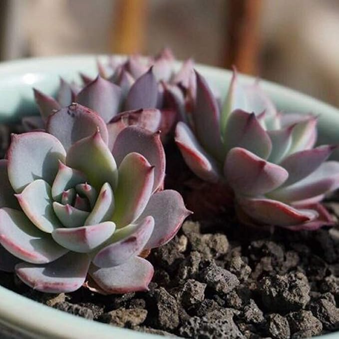 TOYPOPOR 6lb Black Lava Rock for Plants, Natural Horticultural Volcanic Grit, Cactus Succulents Bonsai Stones, Crushed Potting Gravel for Drainage Planter, Terrarium Decor, Gardening Soil Additive