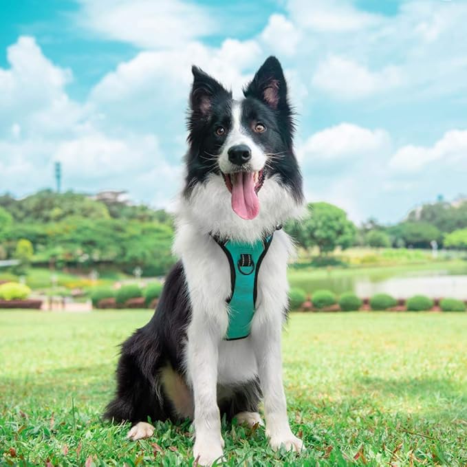 PoyPet No Pull Dog Harness, Reflective Comfortable Vest Harness with Front & Back 2 Leash Attachments and Easy Control Handle Adjustable Soft Padded Pet Vest for Small to Large Dogs (Mint Blue,XL)