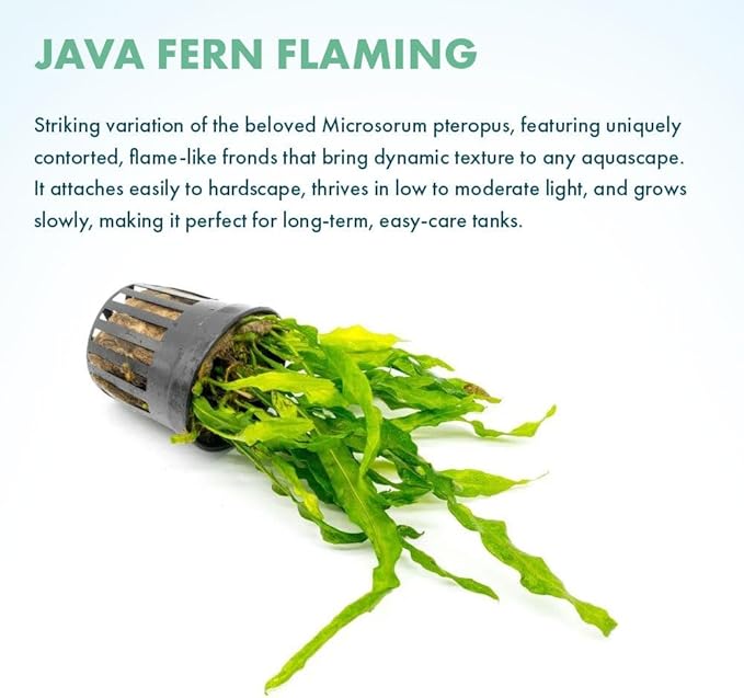 Live Plants - Java Fern ‘Flaming’ (Microsorum pteropus 'Flaming') - Low to Medium Light, Bright Green Accent Aquatic Plant, Midground Placement - Rhizome Growth - Pot, 5 Pack