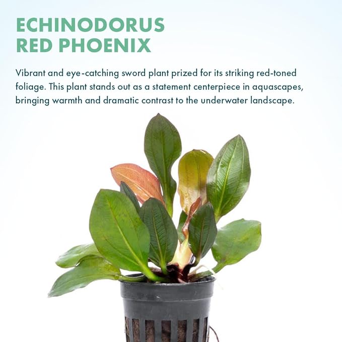 Live Plants - Echinodorus ‘Red Phoenix’ (Echinodorus sp.) - Medium to High Light, Red Green, Midground to Background Placement, Freshwater Aquascaping Aquatic Plant - Pot